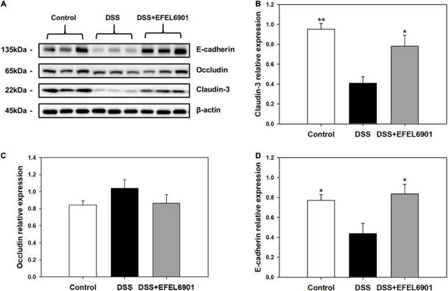 Claudin 3 Antibody in Western Blot (WB)