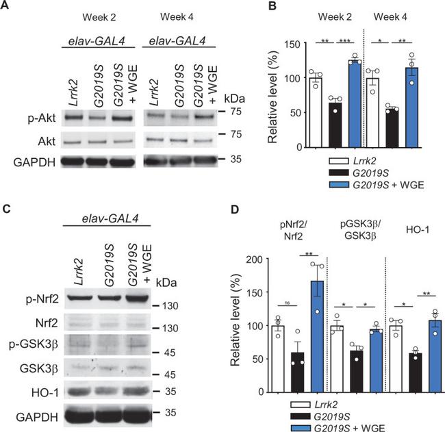 HMOX1 Antibody in Western Blot (WB)