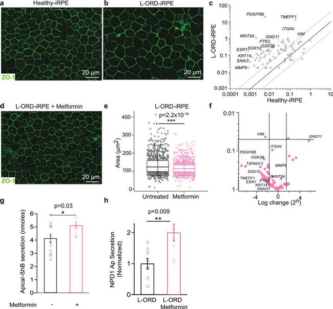 ZO-1 Antibody in Immunohistochemistry (IHC)