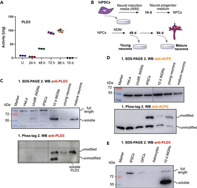 Acid Phosphatase 2 Antibody in Western Blot (WB)