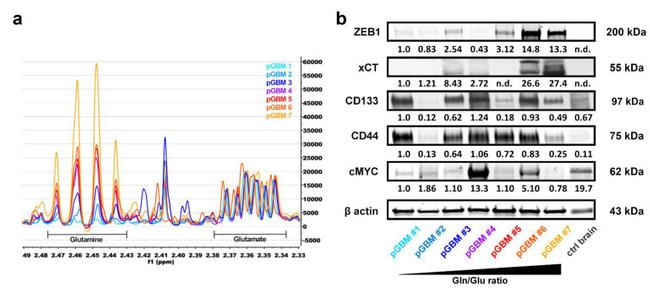 SLC7A11 Antibody in Western Blot (WB)