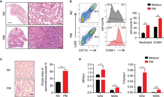 ICAM-1 Antibody in Flow Cytometry (Flow)