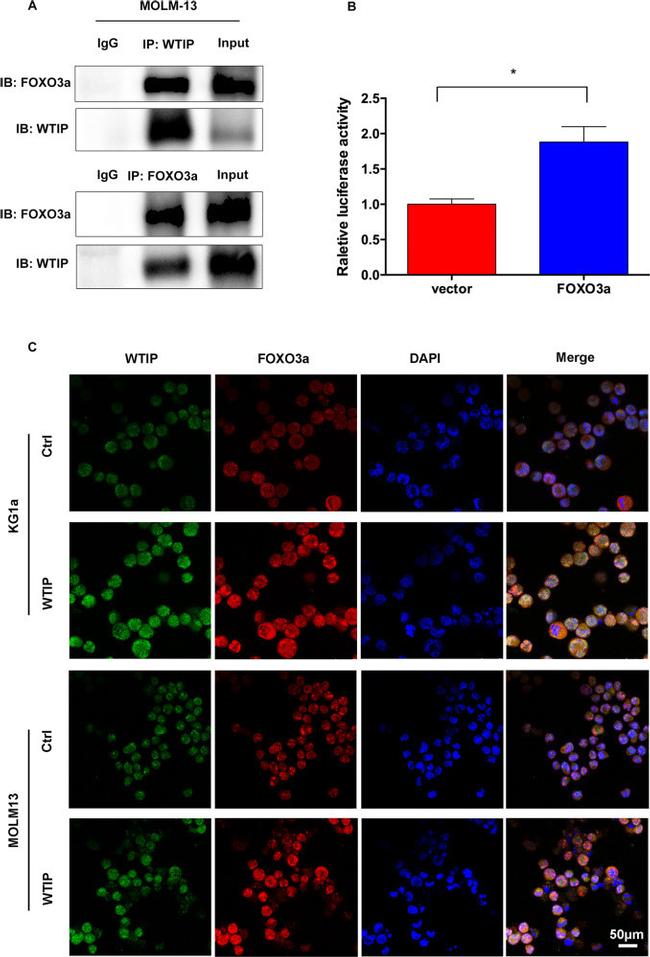 WTIP Antibody in Western Blot (WB)