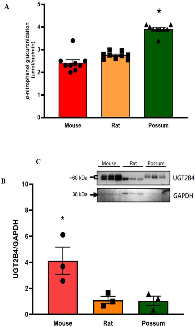 UGT2B4 Antibody in Western Blot (WB)