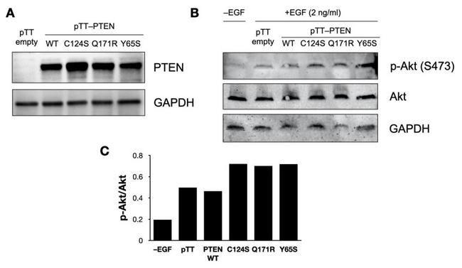 PTEN Antibody in Western Blot (WB)