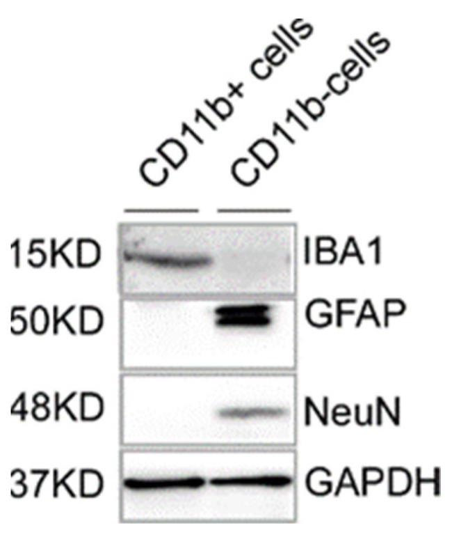 NeuN Antibody in Western Blot (WB)