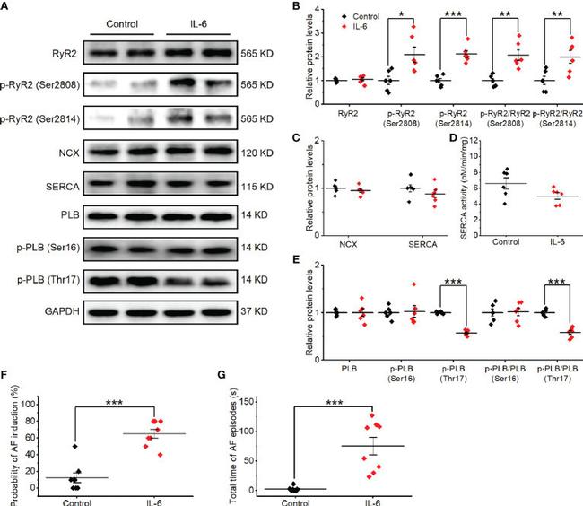 Phospholamban Antibody in Western Blot (WB)