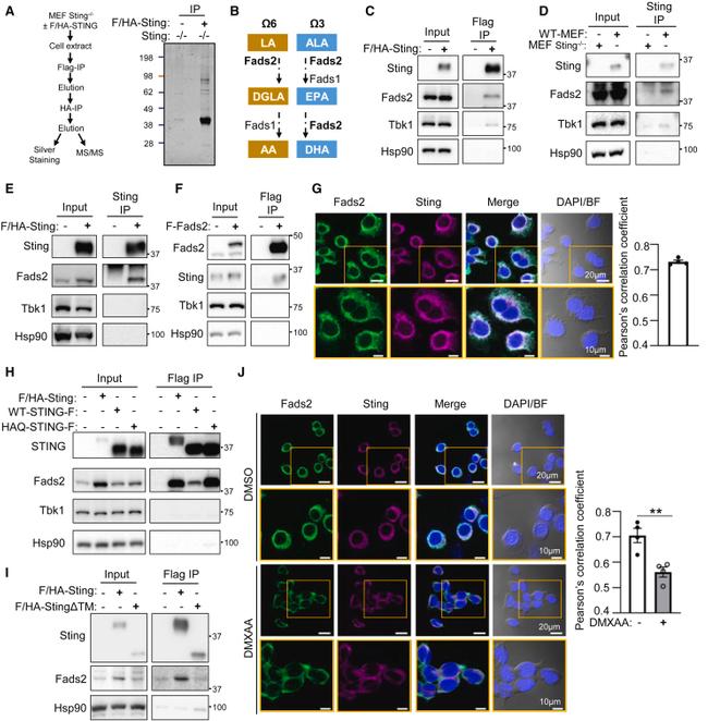 FADS2 Antibody in Western Blot (WB)