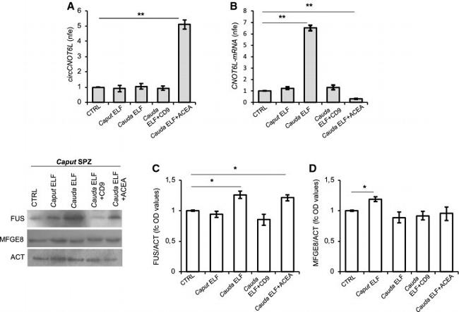 FUS Antibody in Western Blot (WB)