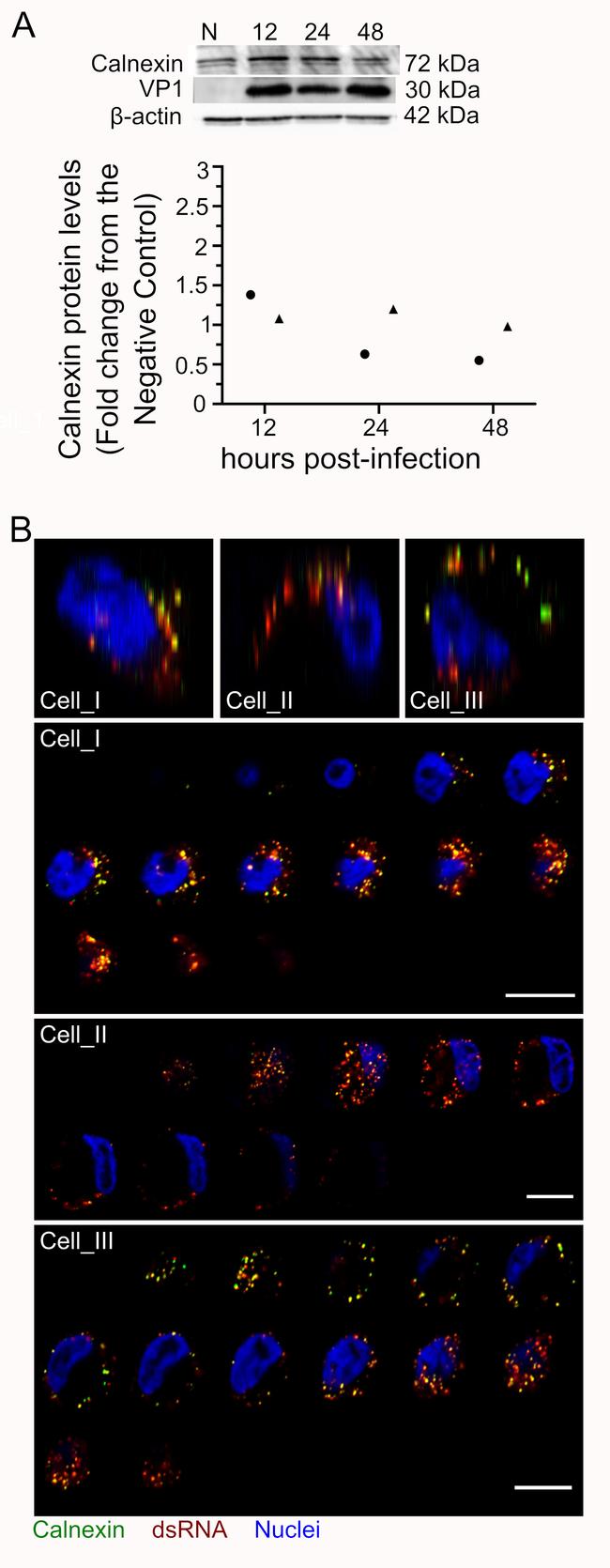 Calnexin Antibody in Western Blot (WB)