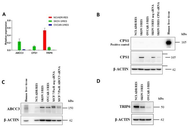 MRP3 Antibody in Western Blot (WB)