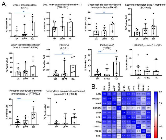 eIF3k Antibody in Immunohistochemistry (IHC)