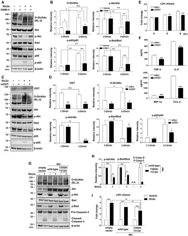 O-linked N-acetylglucosamine (O-GlcNAc) Antibody in Western Blot (WB)