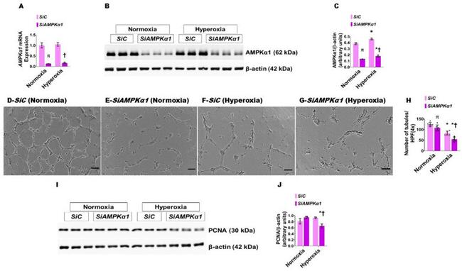 PCNA Antibody in Western Blot (WB)