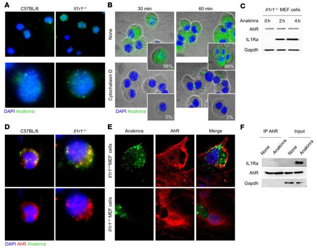 AHR Antibody in Immunoprecipitation (IP)