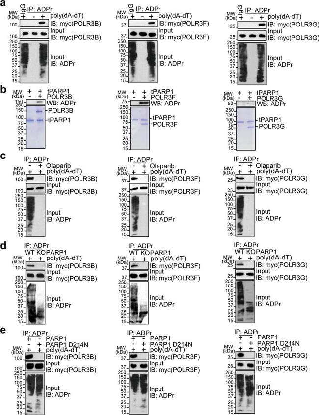 POLR3F Antibody in Western Blot (WB)