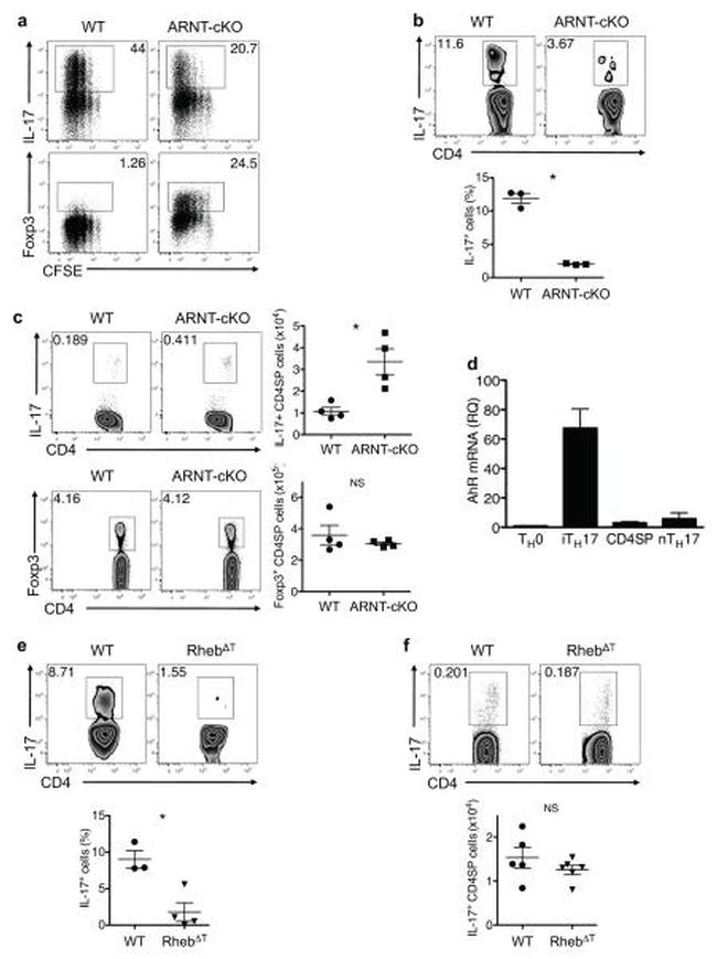 TCR beta Antibody in Flow Cytometry (Flow)