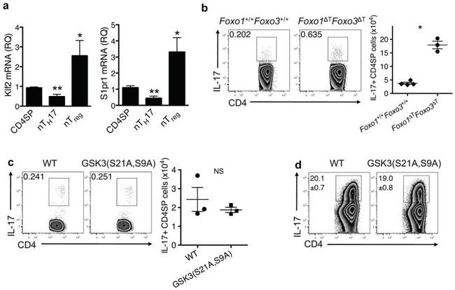 TCR beta Antibody in Flow Cytometry (Flow)