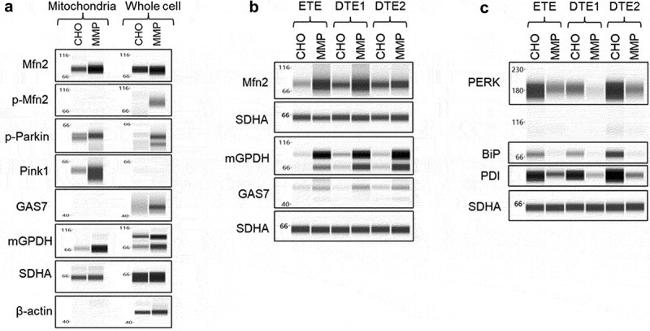 GPD2 Antibody in Western Blot (WB)