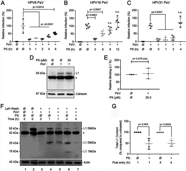 Calnexin Antibody in Western Blot (WB)