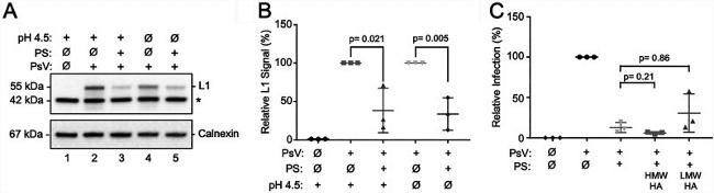 Calnexin Antibody in Western Blot (WB)