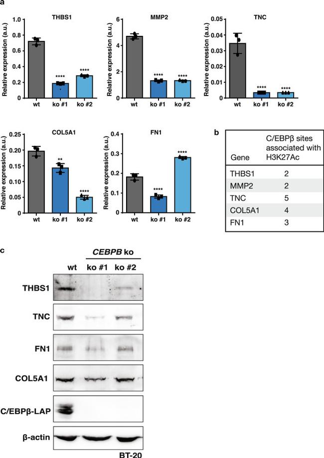 Thrombospondin 1 Antibody in Western Blot (WB)