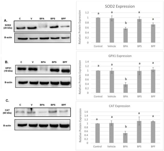 SOD2 Antibody in Western Blot (WB)