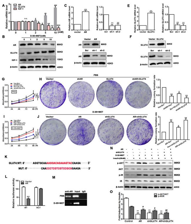 GLUT4 Antibody in Western Blot (WB)