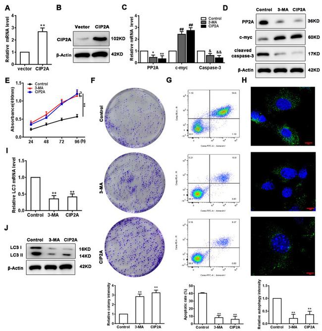 CIP2A Antibody in Western Blot (WB)