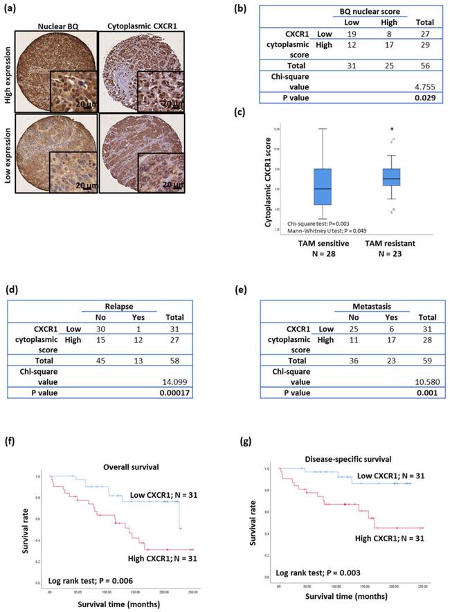 CXCR1 Antibody in Immunohistochemistry (IHC)