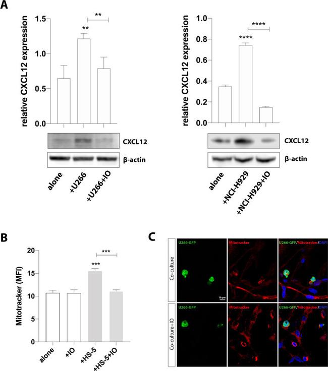 CXCL12 Antibody in Western Blot (WB)