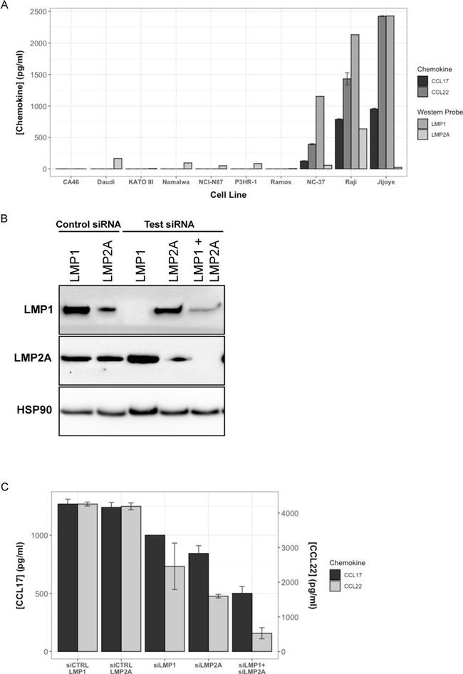 Epstein Barr Virus LMP2A Antibody in Western Blot (WB)