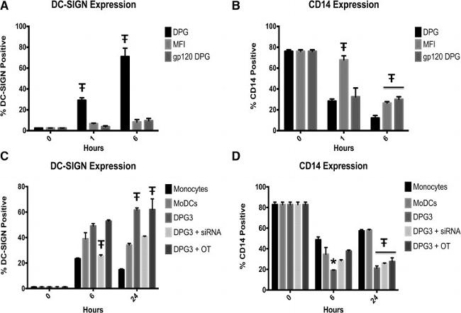 CD14 Antibody in Flow Cytometry (Flow)