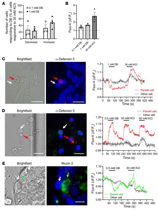 MUC2 Antibody in Immunocytochemistry (ICC/IF)