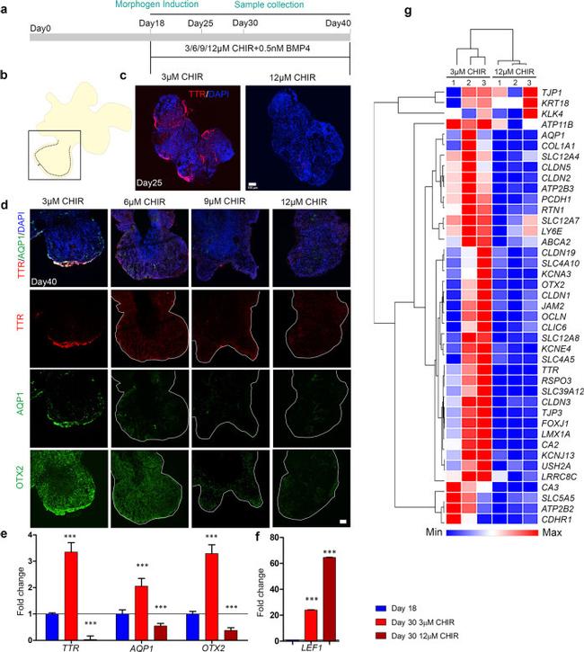 OTX2 Antibody in Immunohistochemistry (IHC)