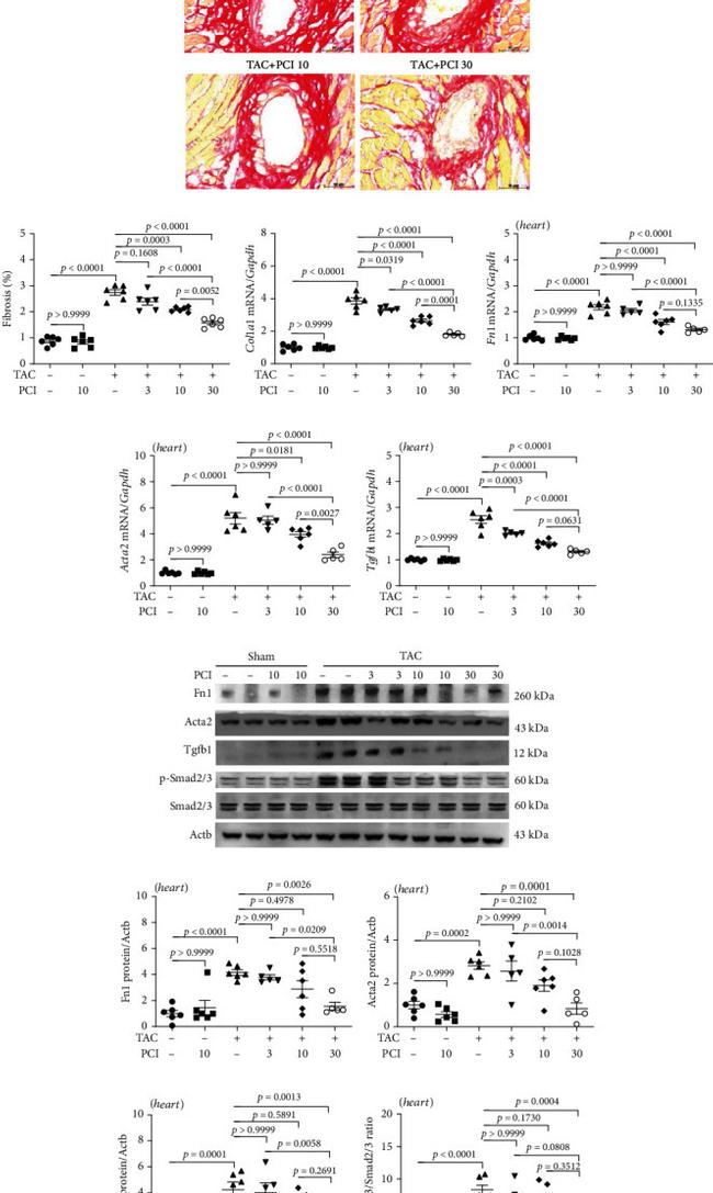 Fibronectin Antibody in Western Blot (WB)