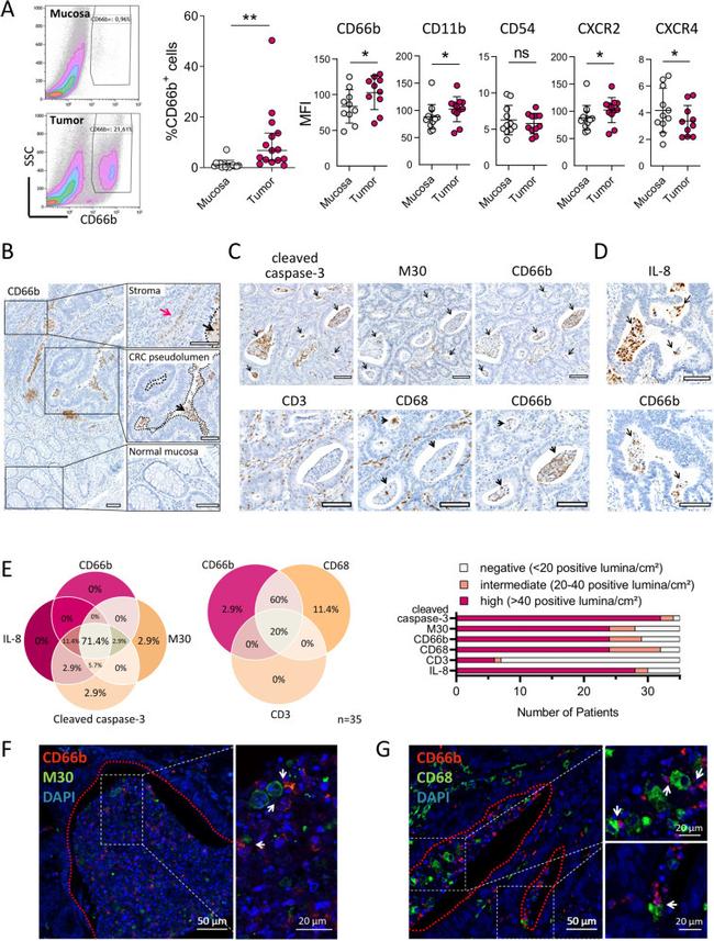 CD3e Antibody in Immunohistochemistry (IHC)