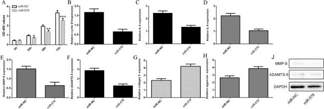 MMP9 Antibody in Western Blot (WB)