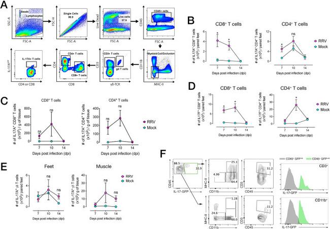 IL-17 A/F Antibody in Flow Cytometry (Flow)