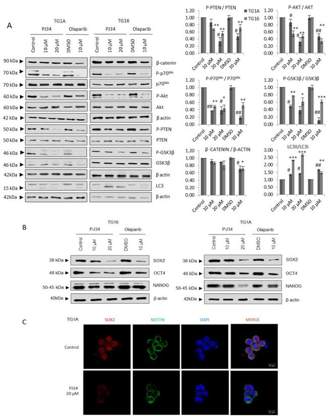 Nanog Antibody in Western Blot (WB)