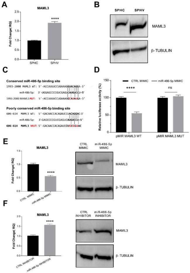 MAML3 Antibody in Western Blot (WB)