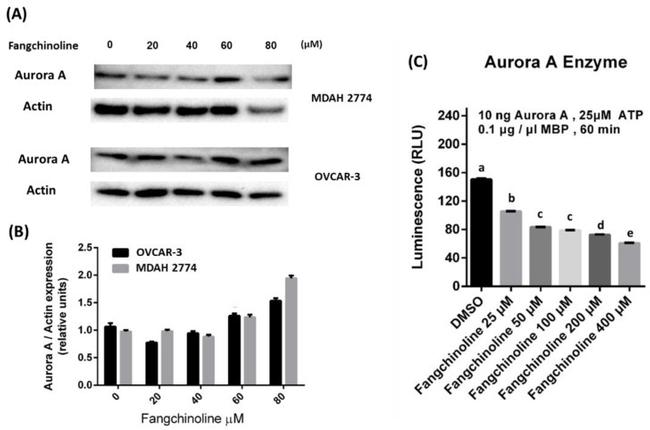 Aurora A Antibody in Western Blot (WB)