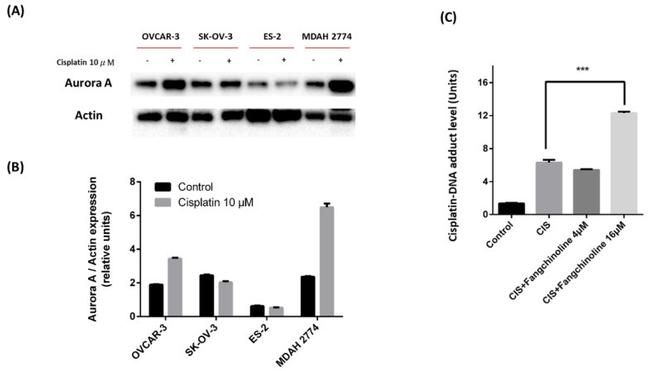 Aurora A Antibody in Western Blot (WB)