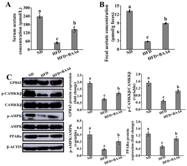 PPARA Antibody in Western Blot (WB)