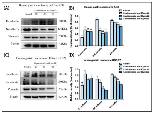 Vimentin Antibody in Western Blot (WB)