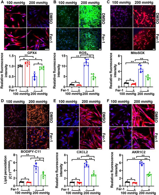 CXCL2 Antibody in Immunohistochemistry (IHC)