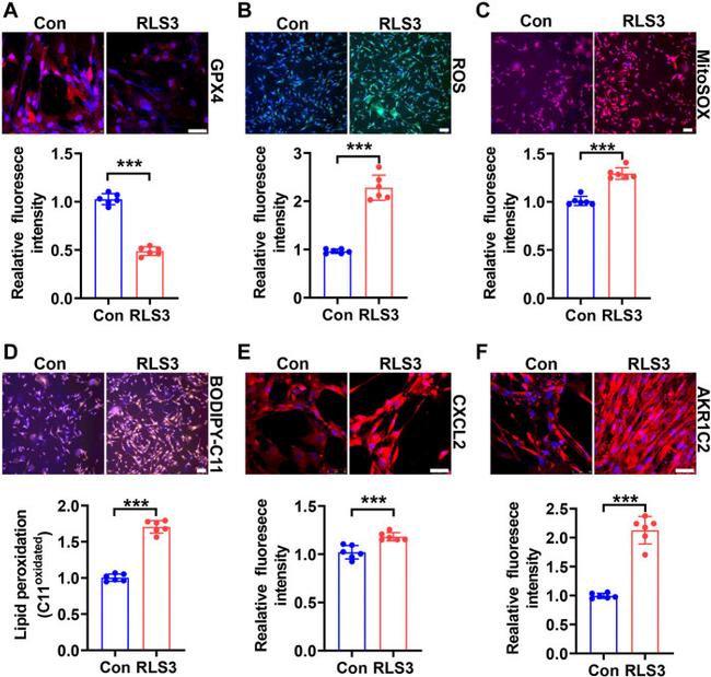 CXCL2 Antibody in Immunohistochemistry (IHC)