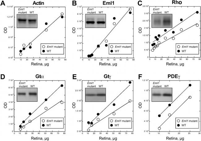 EML1 Antibody in Western Blot (WB)