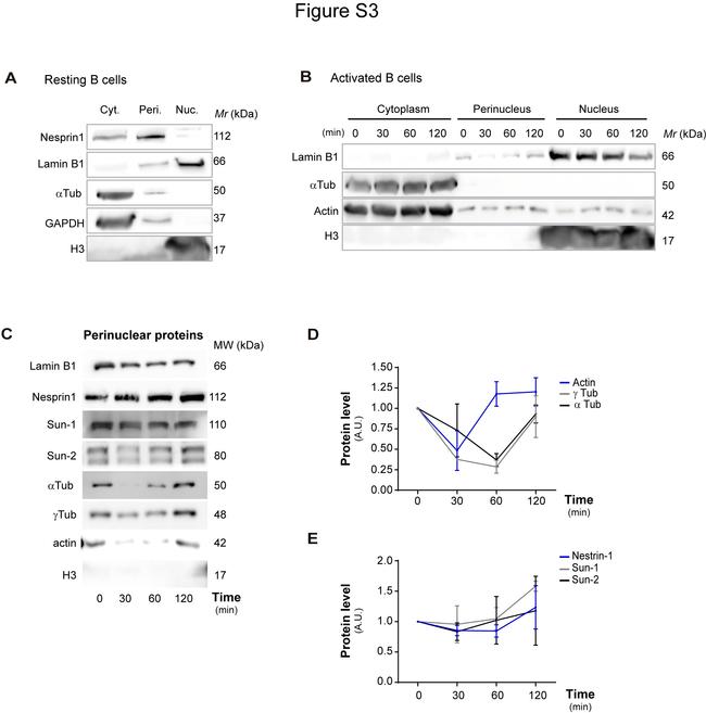 Nesprin 1 Antibody in Western Blot (WB)