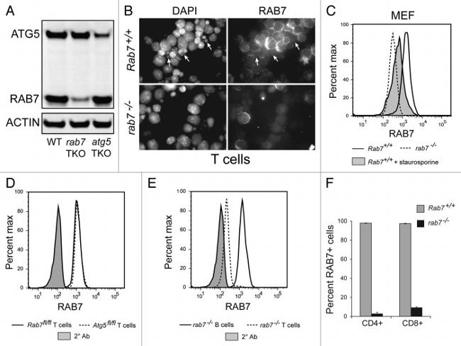 CD45R (B220) Antibody in Flow Cytometry (Flow)